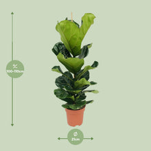 XL Kamerplant - Ficus Lyrata - Pot Ø 21cm Hoogte ↕ 100cm