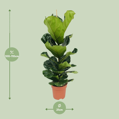 XL Kamerplant - Ficus Lyrata - Pot Ø 21cm Hoogte ↕ 100cm