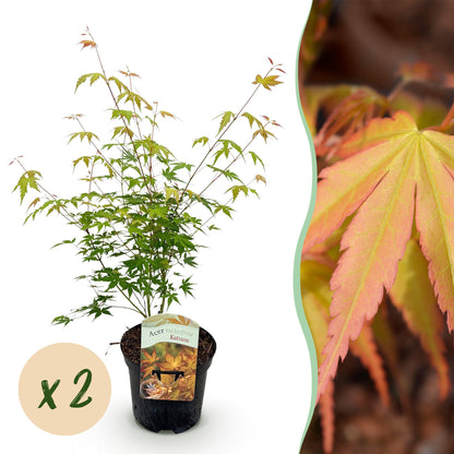 Buitenplant 2x Acer palmatum 'Katsura' - Japanse Esdoorn - Pot Ø 19cm Hoogte ↕ 70cm