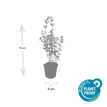 Buitenplant 24x Nepeta 'Walker's Low' - Bloeiend - Pot Ø 9cm Hoogte ↕ 10-25cm
