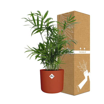 Kamerplant - Chamaedorea - Luchtzuiverend - Pot Ø 14cm