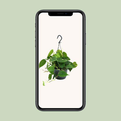 Kamerplant - Philodendron Scandens - Pot Ø 15cm Hoogte ↕ 35cm