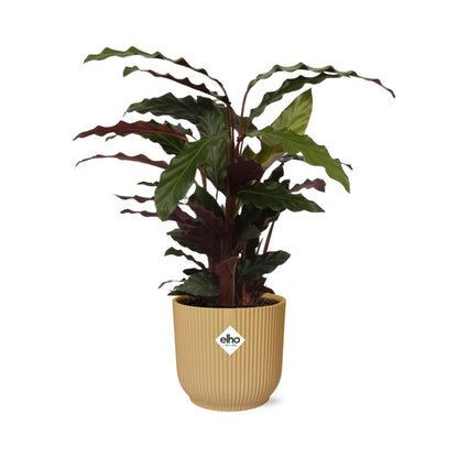 Kamerplant - Calathea Rufibarba 'Tropistar' - Pot Ø 14cm