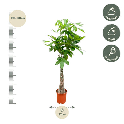 Pachira Aquatica - 120cm - ø24cm