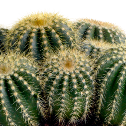 Kamerplant - Eriocactus warasii - Pot Ø 12cm