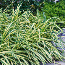 Buitenplant 4x Carex oshimensis Evergold - Bladhoudend - Pot Ø 17cm Hoogte ↕ 50cm