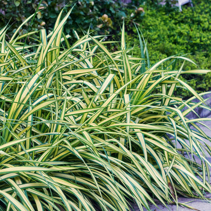 Buitenplant 4x Carex oshimensis Evergold - Bladhoudend - Pot Ø 17cm Hoogte ↕ 50cm