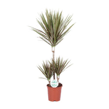 Kamerplant - Dracaena Bicolor - Pot Ø 21cm Hoogte ↕ 95cm