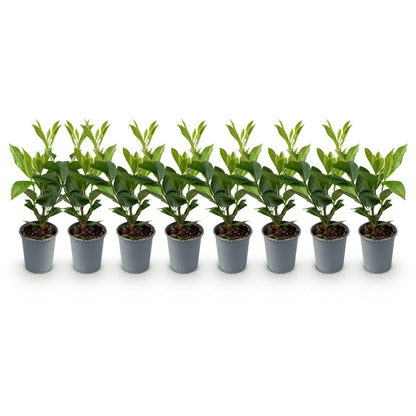 Buitenplant 8x Prunus laurocerasus Caucasica - Groenblijvend - Pot Ø 9cm Hoogte ↕ 30-35cm