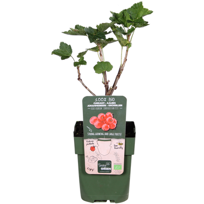 Buitenplant - Ribes rubrum 'Jonkheer van Tets' - Aalbes - Pot Ø 13cm Hoogte ↕ 45cm