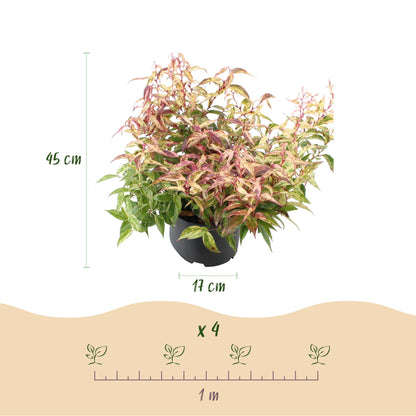 Buitenplant 2x Leucothoe Makijaz - Groenblijvend - Pot Ø 17cm Hoogte ↕ 45cm