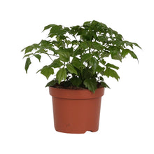 Kamerplant - Rademachera Sinica - Pot Ø 12cm Hoogte ↕ 27cm