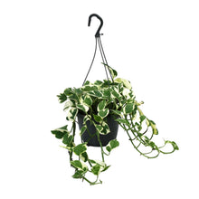 Kamerplant - Scindapsus (Epipremnum) N'Joy - Pot Ø 15cm Hoogte ↕ 35cm