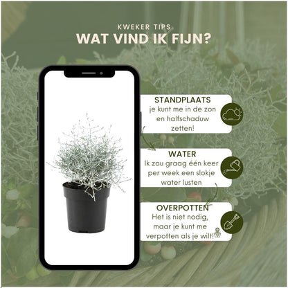 Buitenplant 6x Calocephalus - Pot Ø 10cm Hoogte ↕ 15cm