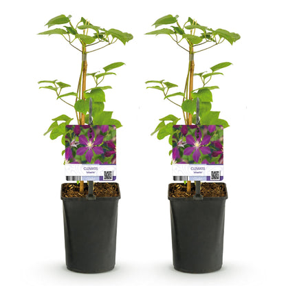 Buitenplant 2x Clematis Mikelite - Klimplant - Bloeiend - Pot Ø 11cm Hoogte ↕ 40cm