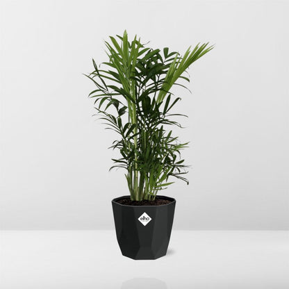 Kamerplant - Chamaedorea Elegans - Pot Ø 14cm