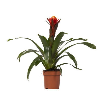 Kamerplant - Guzmania Happiness - Pot Ø 12cm Hoogte ↕ 45cm