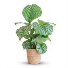 Kamerplant - Calathea Orbifolia met zeegras mand - Pot Ø 21cm Hoogte ↕ 65cm