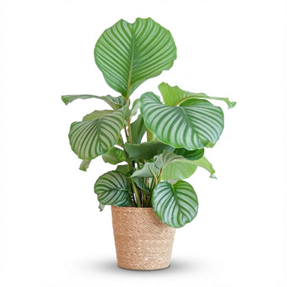 Kamerplant - Calathea Orbifolia met zeegras mand - Pot Ø 21cm Hoogte ↕ 65cm