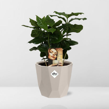 Kamerplant - Coffea Arabica - Incl. sierpot - Pot Ø 14cm