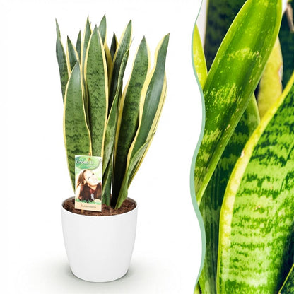 Kamerplant - Sansevieria Laurentii - Vrouwentong - Pot Ø 21cm Hoogte ↕ 70-80cm