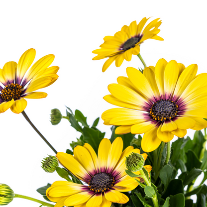 Buitenplant 8x Osteospermum Ecklonis Gelb - Bloeiend - Pot Ø 12cm Hoogte ↕ 20cm
