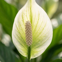 Kamerplant 4x Spathiphyllum Lepelplant - Luchtzuiverend - Pot Ø 12cm Hoogte ↕ 35-40cm