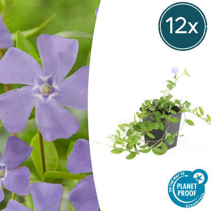 Buitenplant 12x Vinca minor 'La Grave' - Bloeiend - Pot Ø 9cm Hoogte ↕ 10-25cm