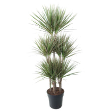 XL Kamerplant - Dracaena Bicolor Carrousel - Pot Ø 31cm Hoogte ↕ 150cm