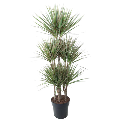 XL Kamerplant - Dracaena Bicolor Carrousel - Pot Ø 31cm Hoogte ↕ 150cm