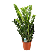 Kamerplant - Zamioculcas Zamiifolia - Pot Ø 21cm Hoogte ↕ 95cm