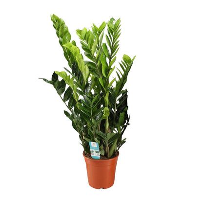 Kamerplant - Zamioculcas Zamiifolia - Pot Ø 21cm Hoogte ↕ 95cm