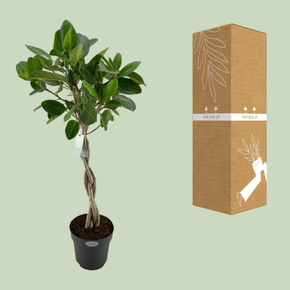 XL kamerplant - Ficus Benghalensis Audrey - Luchtzuiverend - Pot Ø 27cm Hoogte ↕ 110cm