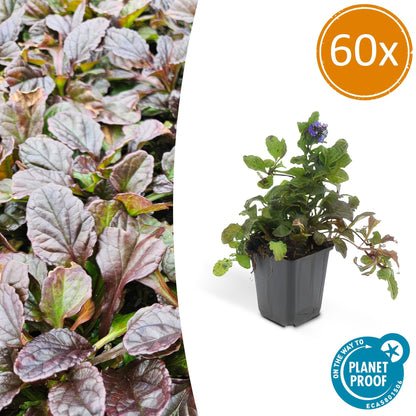 Buitenplant 60x Ajuga reptans - Bodembedekker - Pot Ø 9cm Hoogte ↕ 10-25cm