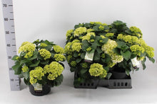 Buitenplant - Hortensia Wit - Bloeiend - Pot Ø 23cm Hoogte ↕ 40cm