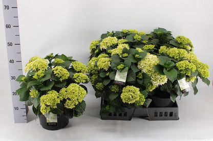 Buitenplant - Hortensia Wit - Bloeiend - Pot Ø 23cm Hoogte ↕ 40cm