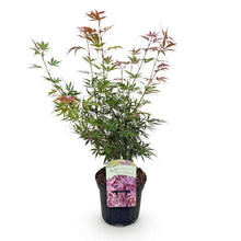Buitenplant - Acer palmatum 'Jerre Swarts' - Donker Rood - Bladverliezend - Pot Ø 19cm Hoogte ↕ 70cm