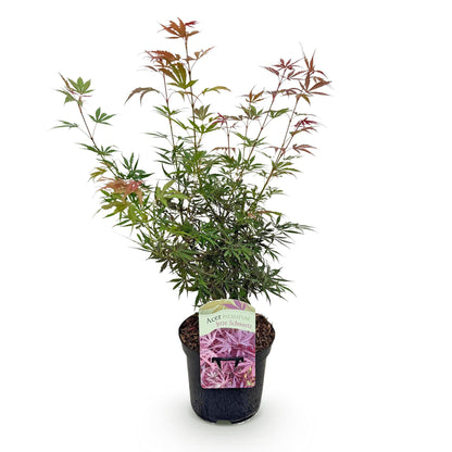 Buitenplant - Acer palmatum 'Jerre Swarts' - Donker Rood - Bladverliezend - Pot Ø 19cm Hoogte ↕ 70cm