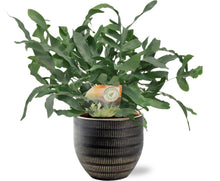 Kamerplant - Phlebodium Blue Star - Inclusief Pot - Pot Ø 12cm Hoogte ↕ 35cm