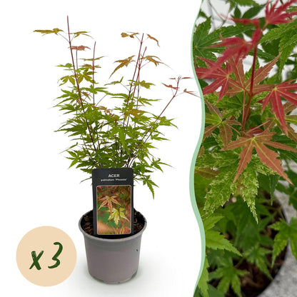 Buitenplant 3x Acer palmatum Phoenix - Pot Ø 12cm Hoogte ↕ 35cm