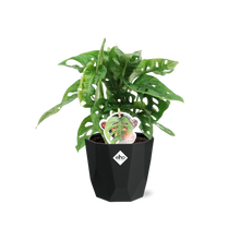 Kamerplant - Monstera 'Monkey Leaf' - Pot Ø 14cm