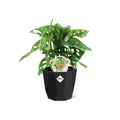 Kamerplant - Monstera 'Monkey Leaf' - Pot Ø 14cm
