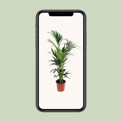 XL kamerplant - Howea - Pot Ø 24cm Hoogte ↕ 170cm
