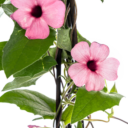 Buitenplant 4x Thunbergia alata Sunny Susy Rose Sensation - Bloeiend - Pot Ø 13cm Hoogte ↕ 60cm