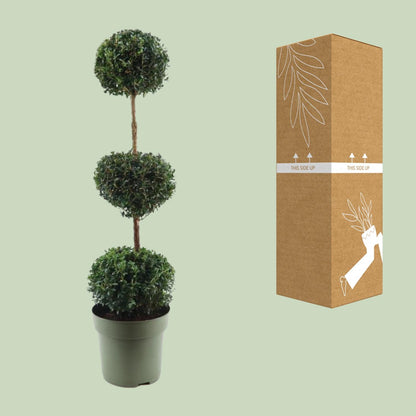 Buitenplant - Buxus Sempervirens Trio-Ball - Winterhard - Pot Ø 27cm Hoogte ↕ 110cm