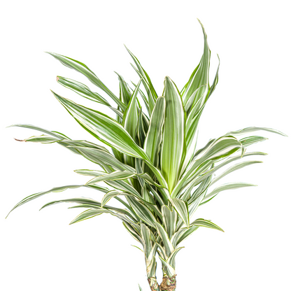 Kamerplant - Dracaena Deremensis White Stripe - Luchtzuiverend - Pot Ø 24cm Hoogte ↕ 130-150cm