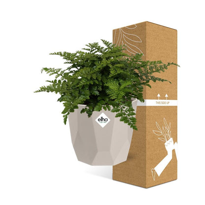 Kamerplant - Asplenium Parvati - Pot Ø 14cm