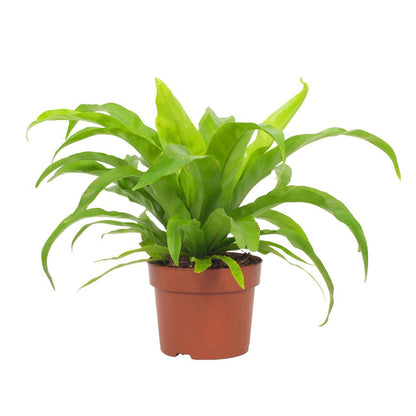 Kamerplant - Asplenium Antiquum - Pot Ø 12cm Hoogte ↕ 19cm