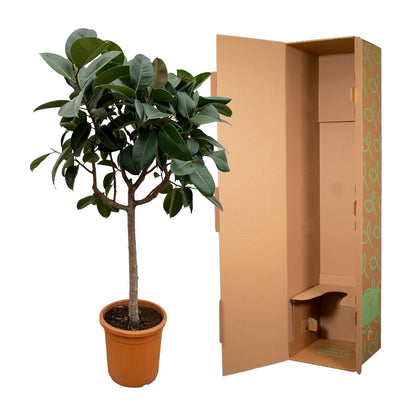 XL Kamerplant - Ficus Elastica Robusta - op stam - Pot Ø 35cm Hoogte ↕ 190cm