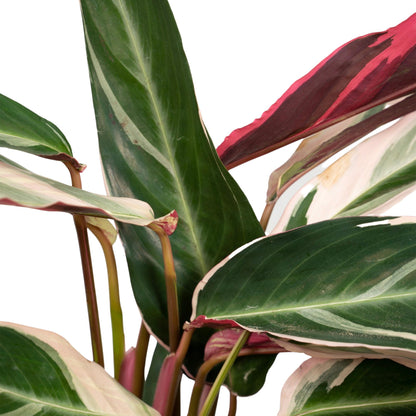 Kamerplant - Calathea Triostar (Pauwenplant) - Pot Ø 19cm Hoogte ↕ 70cm